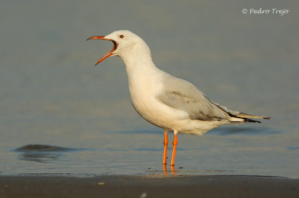 Gaviota picofina (Larus genei)